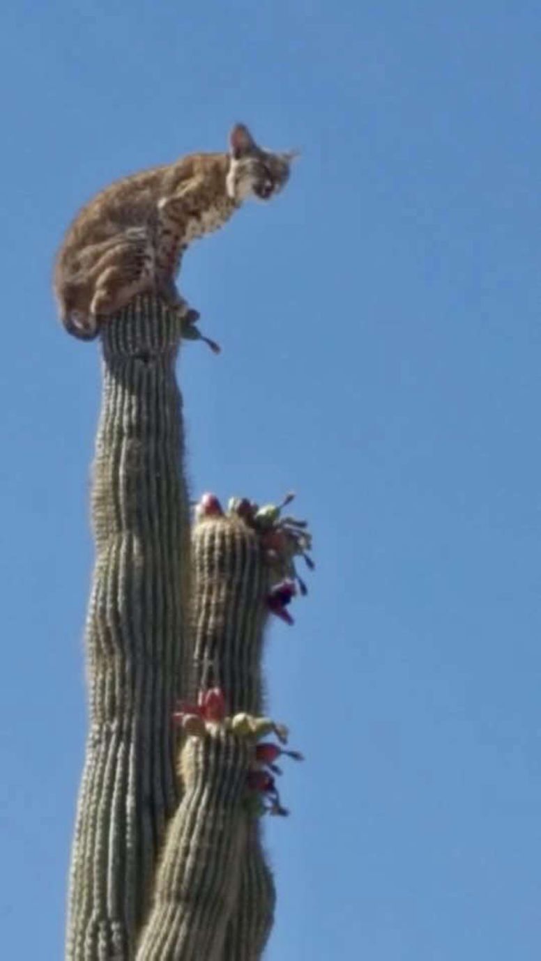 lynx cactus