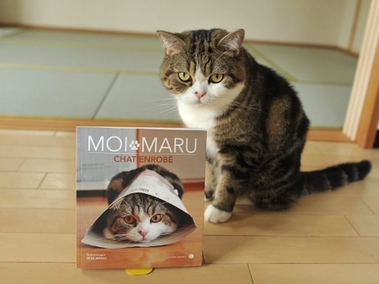 maru chat star du web livre
