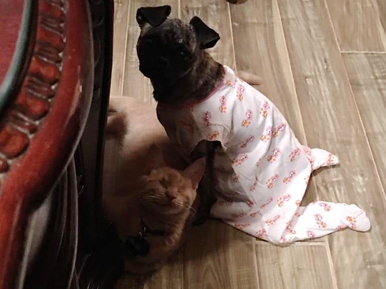 mowgli et scarlett
