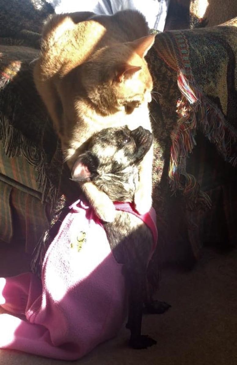 mowgli et scarlett