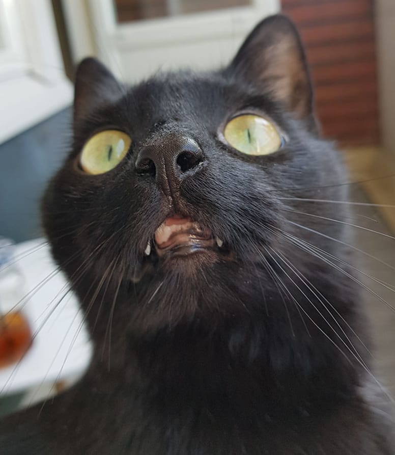 chat noir peur