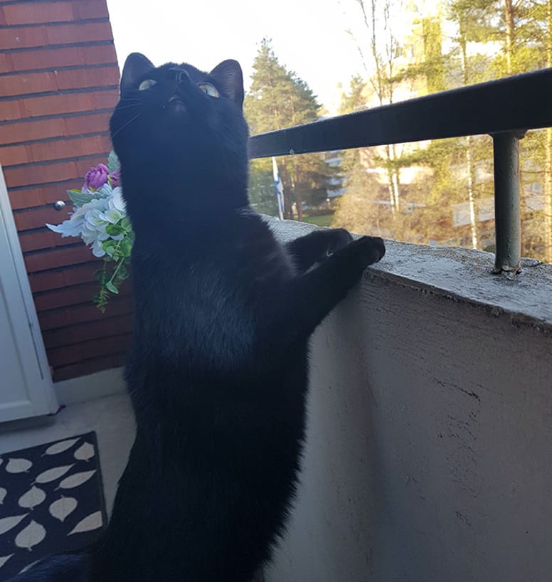 nuka chat balcon