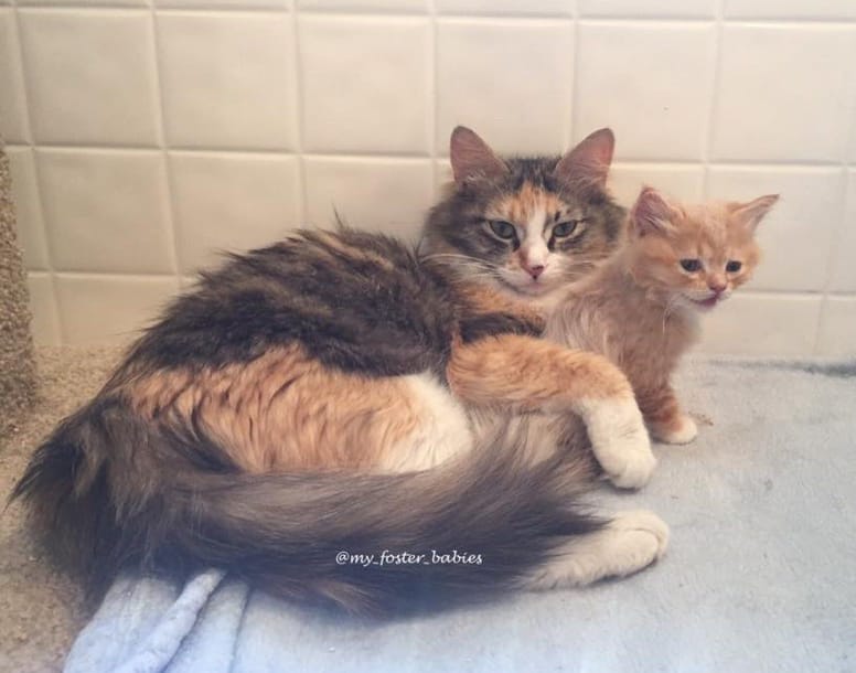 chatte calico et chaton roux