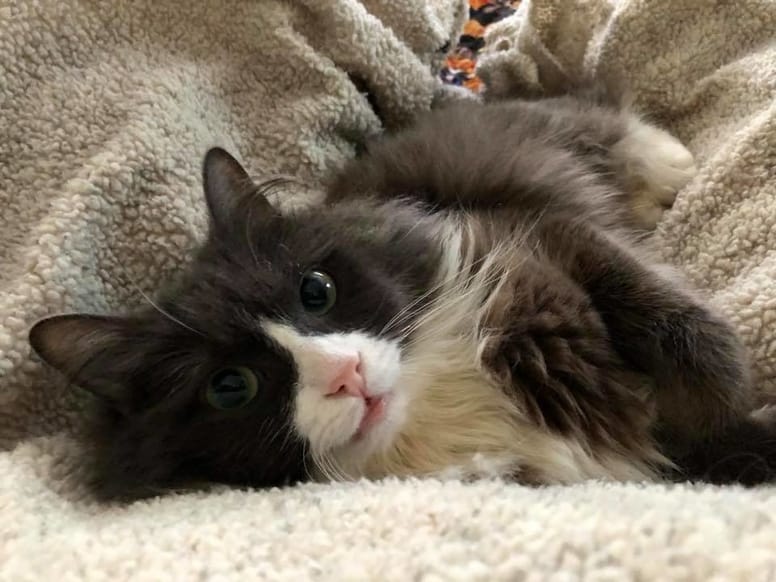 chat hypoplasie
