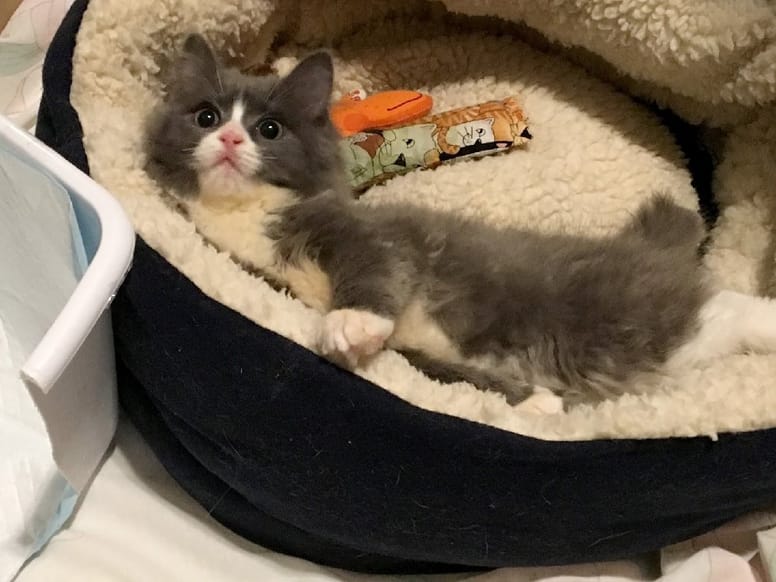 chaton panier