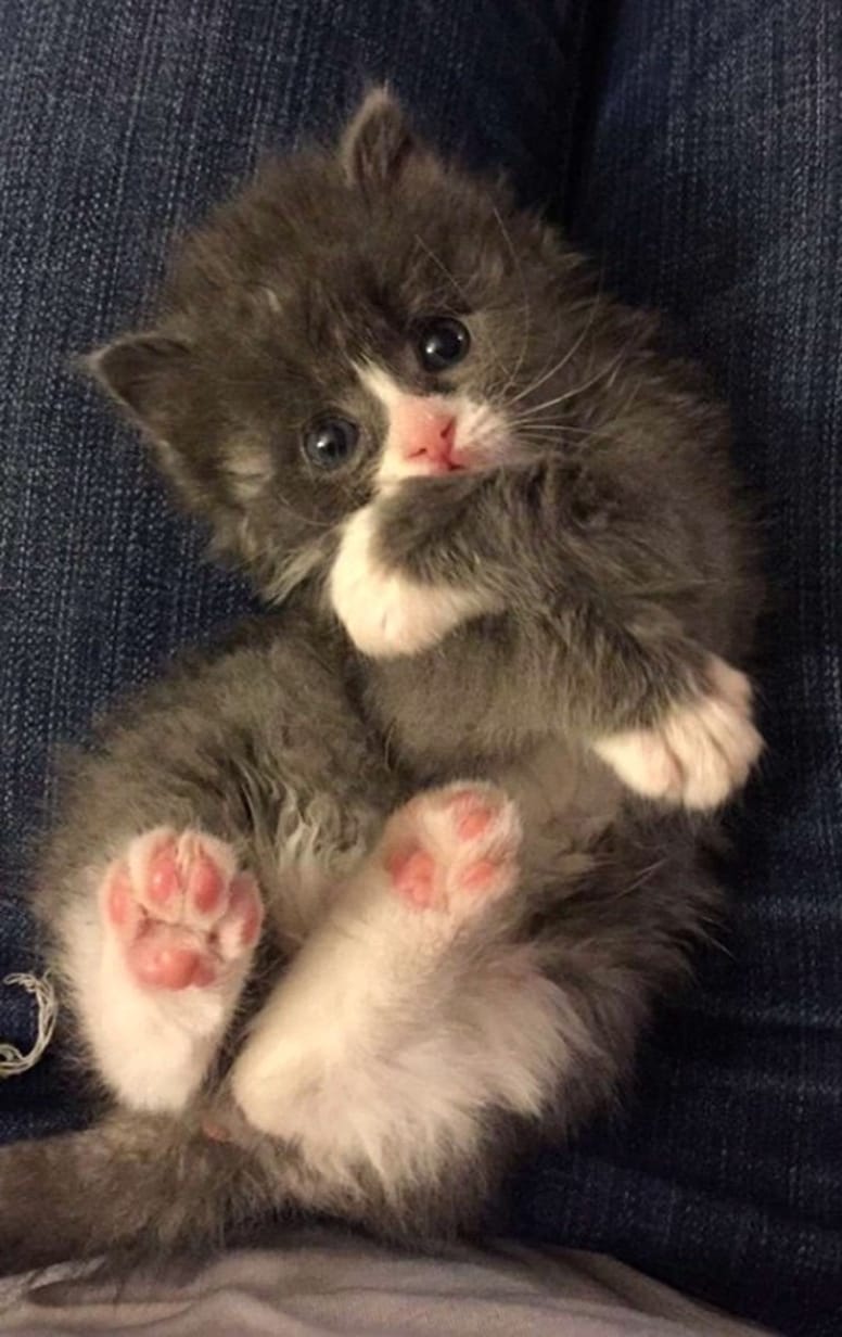 chaton mignon couché
