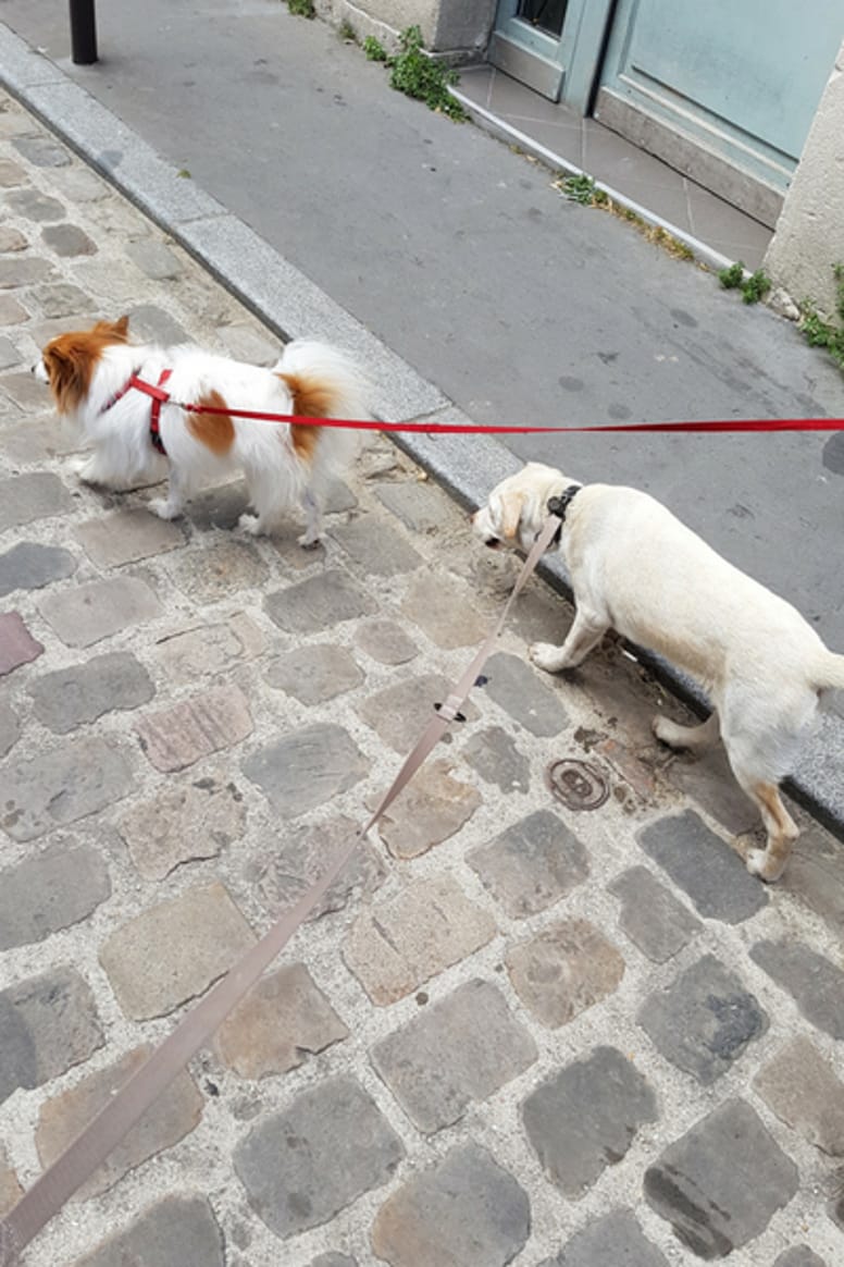 pets at work