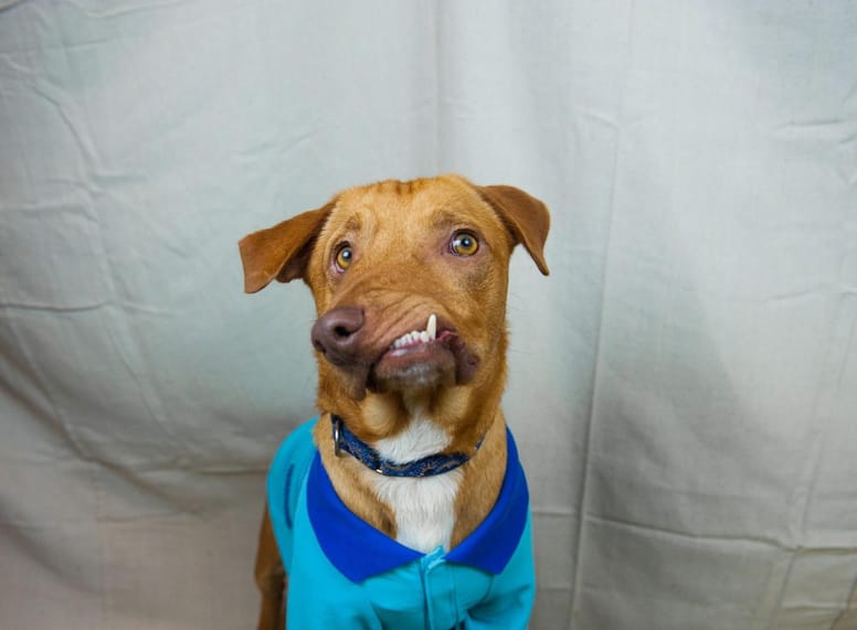 Picasso chien malformé