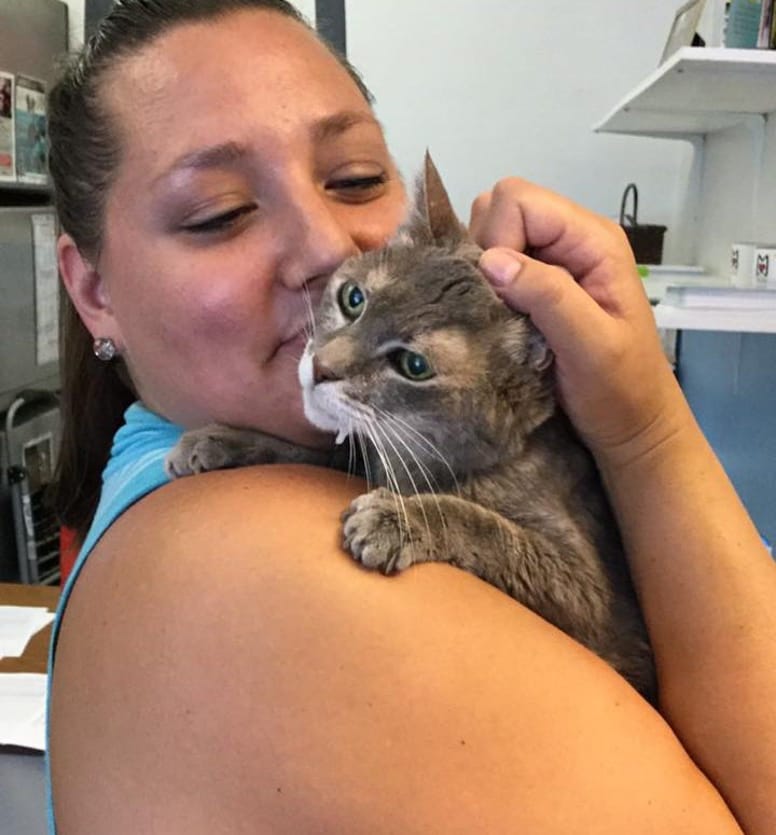 chatte adoption