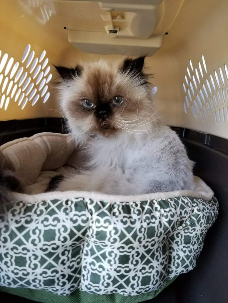 chatte senior