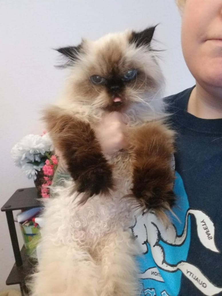 chatte senior