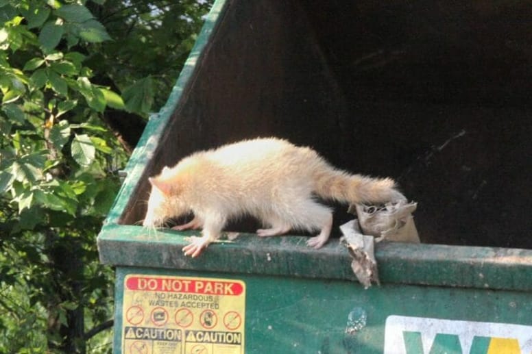 raton laveur poubelle