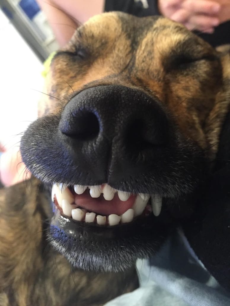 chien grand sourire