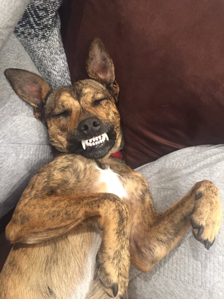 chien sourires