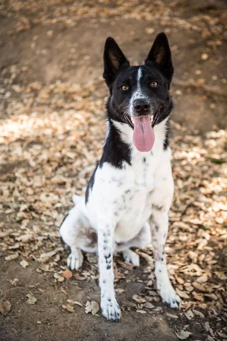 rocket chien de recherche