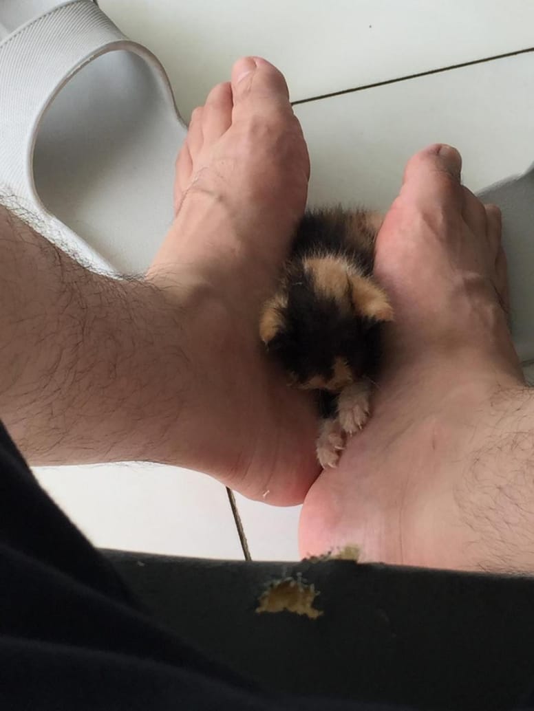 chaton tricolore
