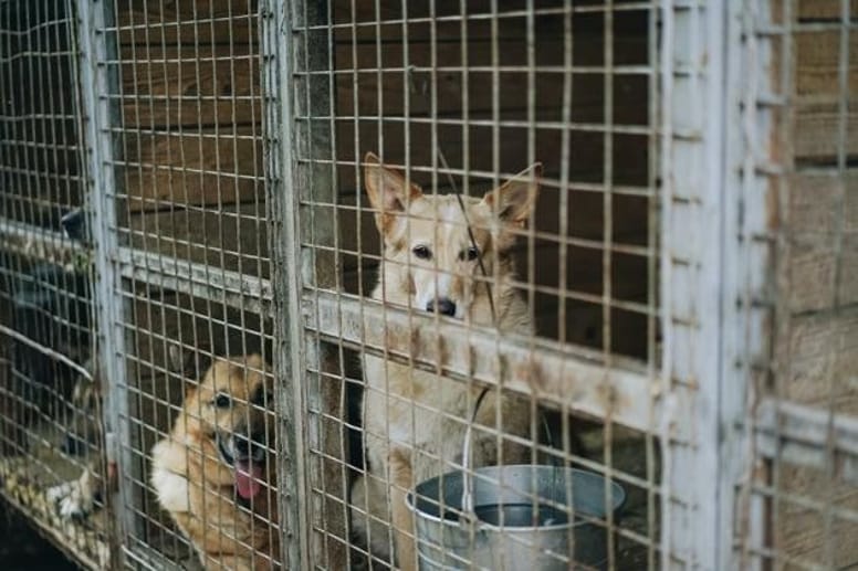 Deux chiens dans un box de refuge