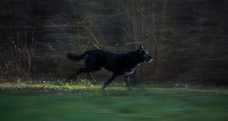un chien peureux qui fuit les feux d'artirice