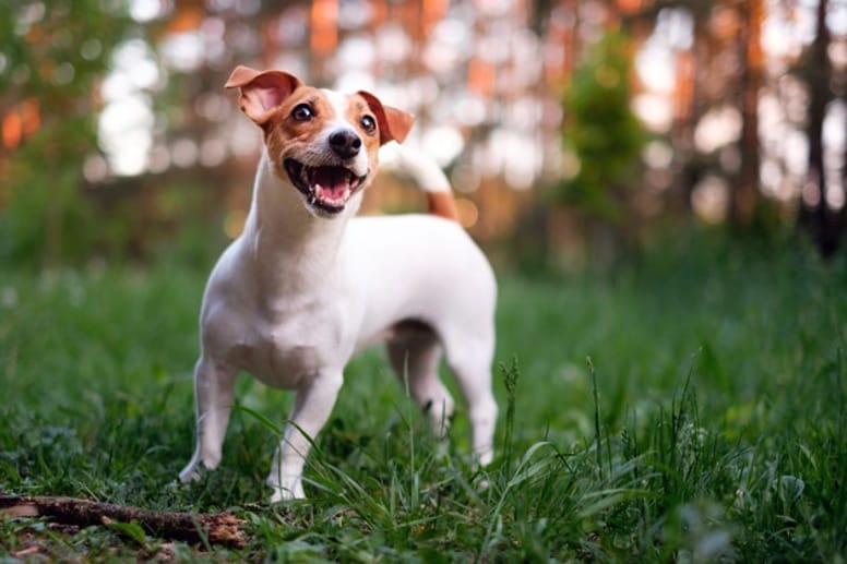 Un Jack Russell