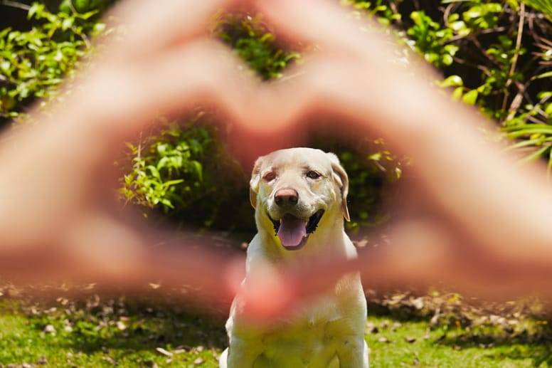 chien coeur amour