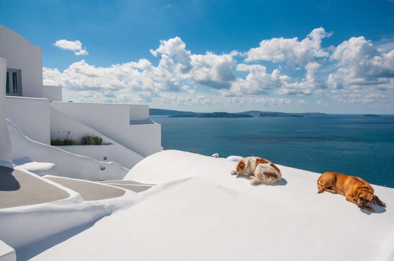 grece chien