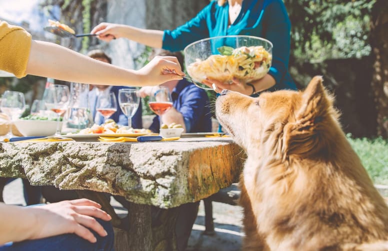 chien table barbecue