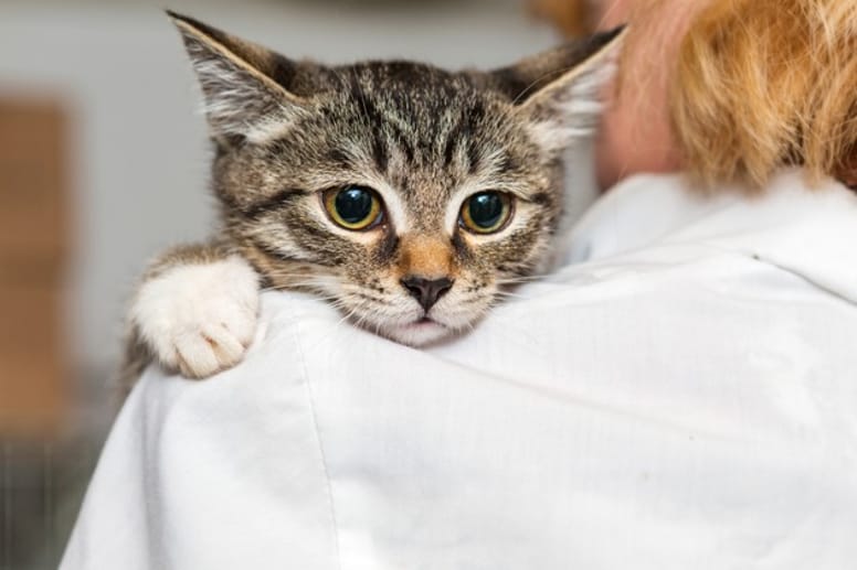 chat adopté