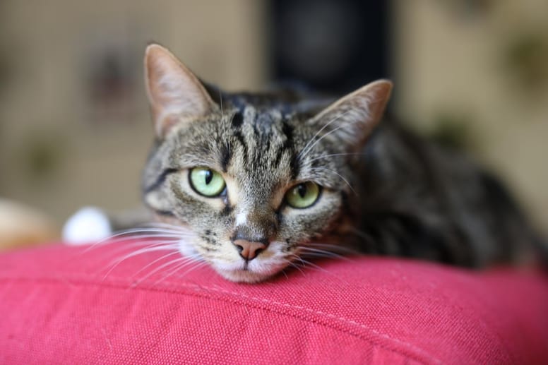 chat triste
