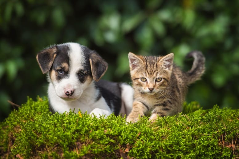 chiots chatons