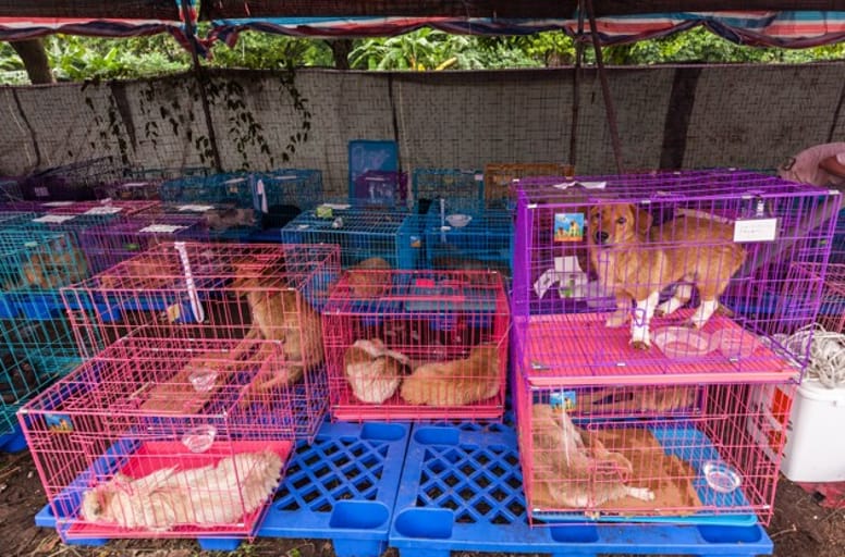 Festival de Yulin