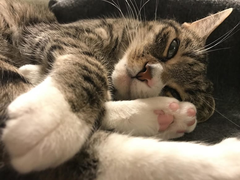 chat gris ronron thérapie