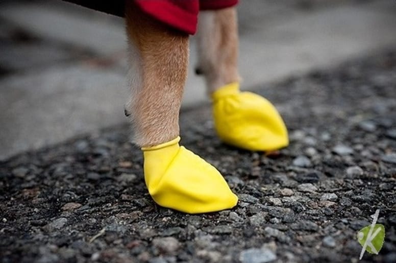 chaussette pour chien