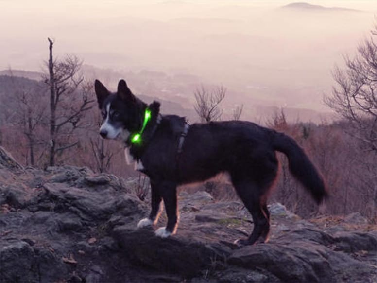 collier pour chien lumineux