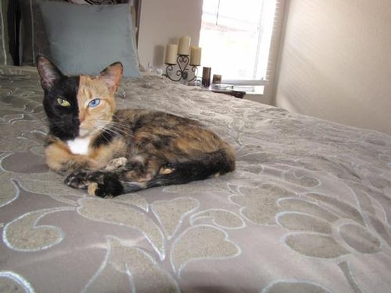 Venus, chat à deux visages