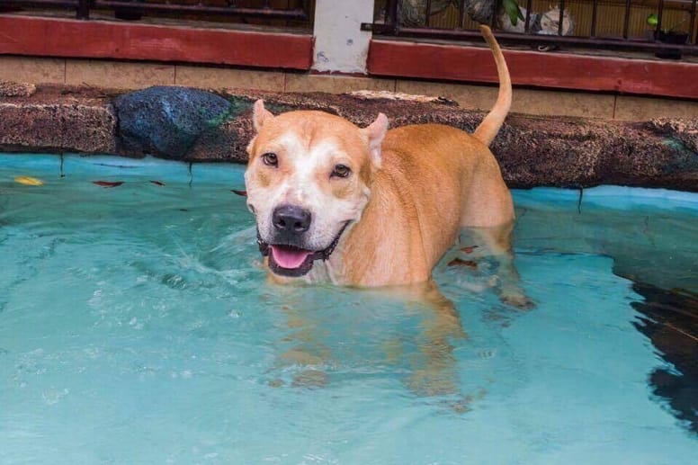 TinTin chien affamé