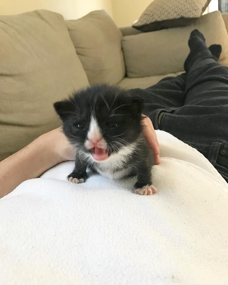 chaton noir et blanc
