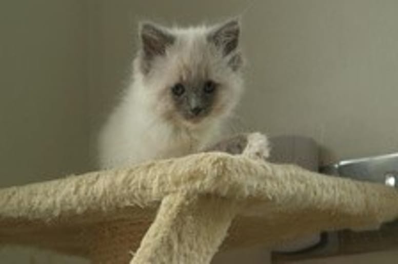 chaton siamois