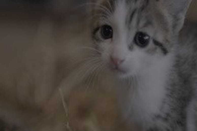 chaton blanc