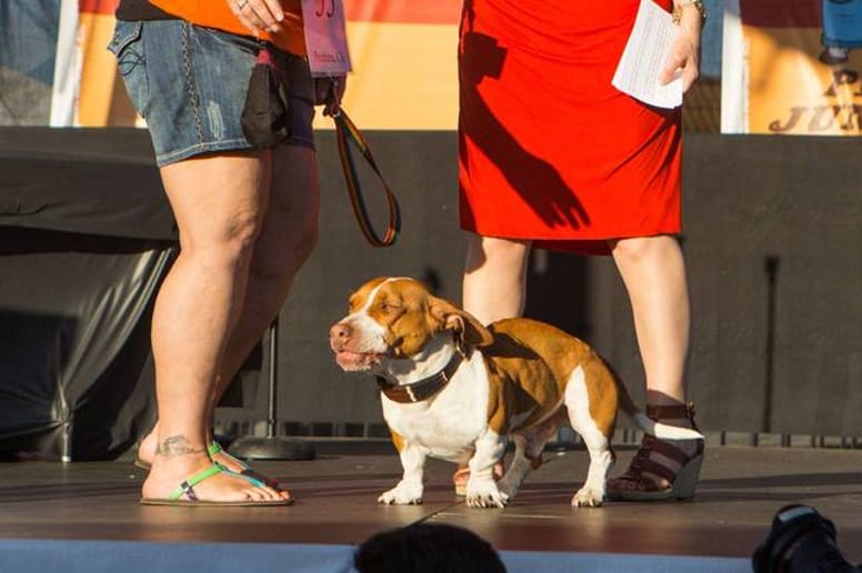 Le chien le plus laid du monde