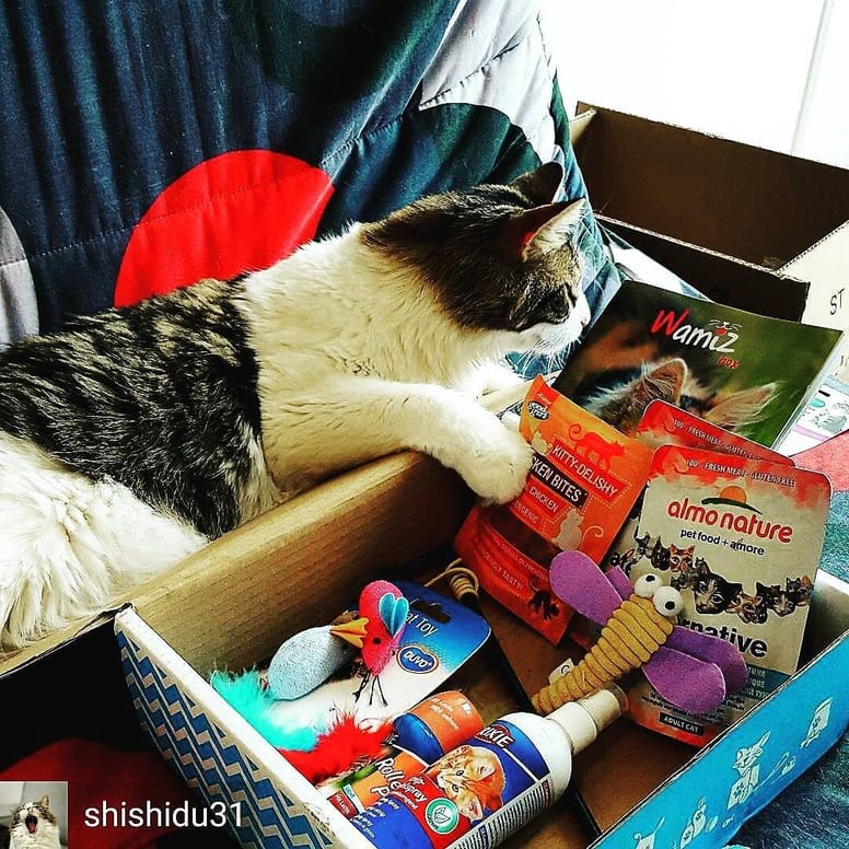 wamiz box chat