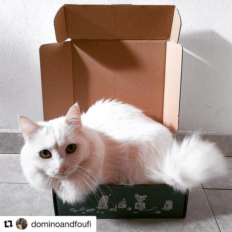 wamiz box chat