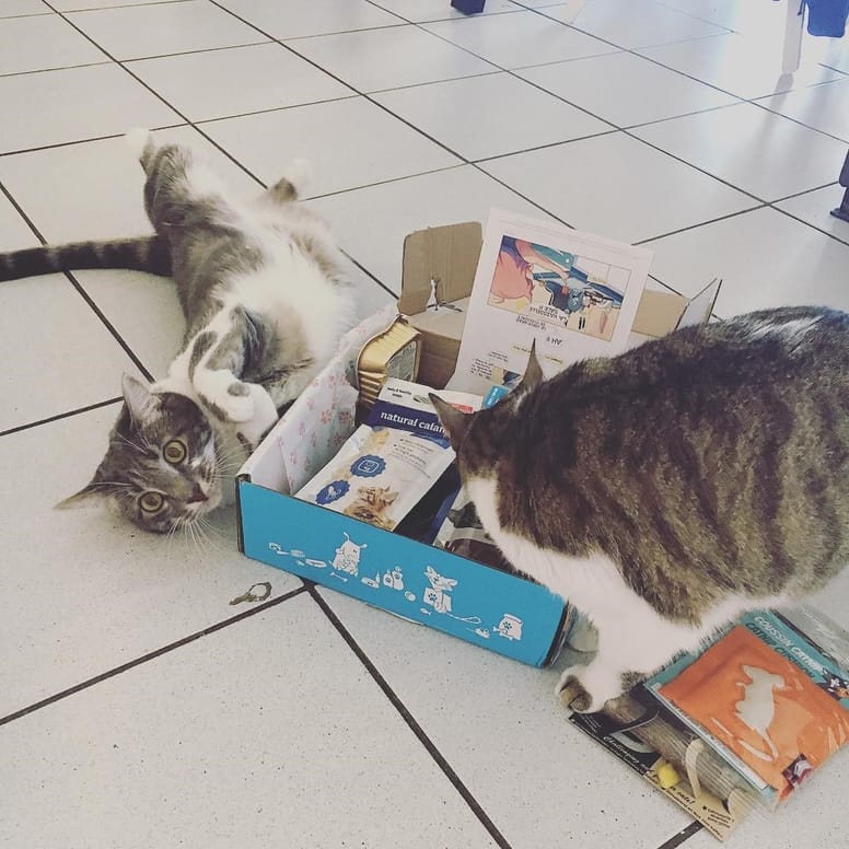 wamiz box chat