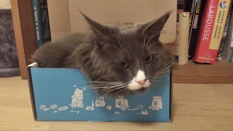 wamiz box chat