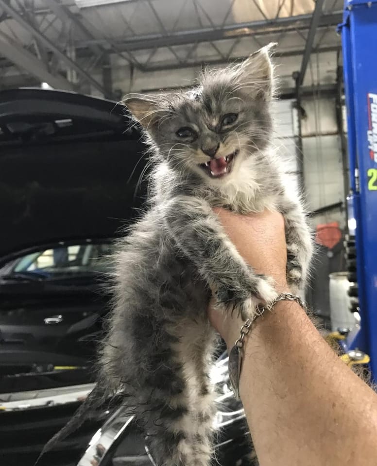 chaton sauvé moteur