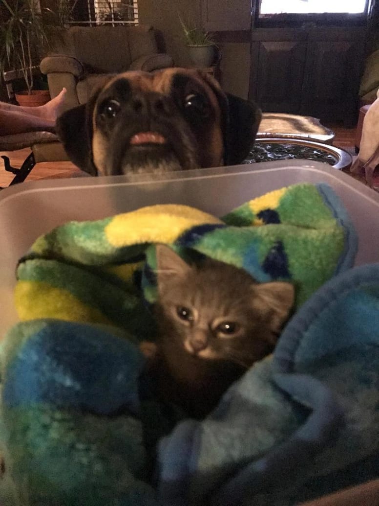 chaton sauvé moteur boxer gardien