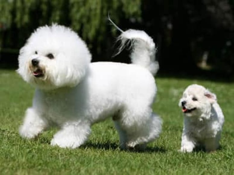Top 10 razas de perros dóciles y cariñosos