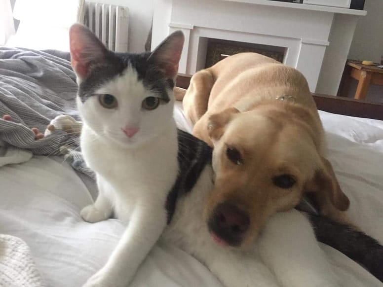 Día Mundial de la Fotografía: 20 fotos de perros y gatos que demuestran
