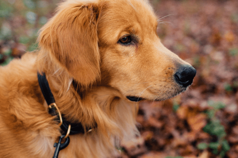 Is a collar better than a harness for dogs?