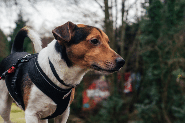 Is a harness a better choice for a dog than a collar?