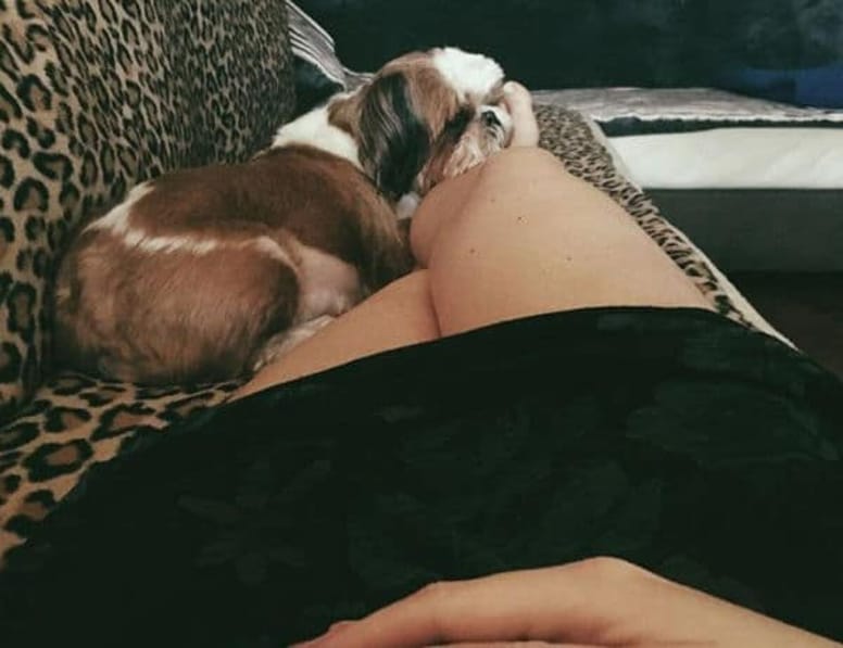 cane sulle gambe Nina con la sua shit zu Michelle